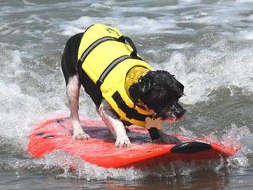 Champion Surf Dog Toby