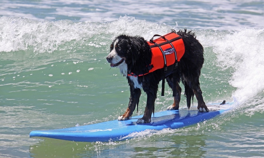 Surf Dog